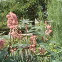 Ricinus communis 'Carmen Rose vif' (2)